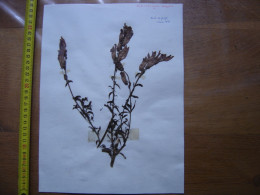 Annees 50 PLANCHE D'HERBIER Du Gard Herbarium Planche Naturelle 25 - Populaire Kunst