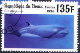 BENIN -  Dauphin De Risso (Gramphidelphis Griseus) - Dauphins