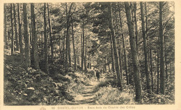 FRANCE - Châtel Guyon - Sous Bois Du Chemin Des Crêtes - Carte Postale Ancienne - Châtel-Guyon