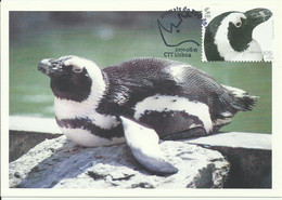 Carte Maximum - Portugal - Zoo Lisboa - Pinguim Do Cabo Ou Africano - African Penguin - Spheniscus Demersus - Cartes-maximum (CM)