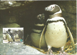 Carte Maximum - Oiseaux - Portugal - Pinguim Magalhães - Manchot Magellan - Magellanic Penguin - Spheniscus Magellanicus - Cartes-maximum (CM)