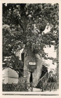 76 - Allouville-Bellefosse - Le Vieux Chêne Et Ses Deux Chapelles - Arbre Remarquable - CPM - Voir Scans Recto-Verso - Allouville-Bellefosse