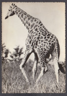 122725/ Girafe - Giraffen