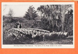 2313 / ⭐ Droving Sheep NEW-ZEALAND The Home Finest Lamb In The World-Troupeau Moutons Meilleurs Monde NOUVELLE ZELANDE - Nouvelle-Zélande