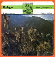 Fiche Ecologie Végétale Usnée Barbue Illustration Usnea Barbata Mont Meru Tanzanie  Etude Zoologique Environnement - Géographie