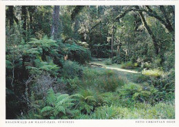AK 206724 NEW ZEALAND - Regenwald Am Haast-Pass - Südinsel - Nouvelle-Zélande