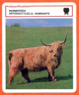 Taureau D'Ecosse Classification Mammifères Artiodactyles Ruminants Fiche Illustree Documentée Animaux Animal - Tiere