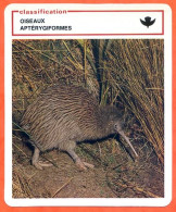 Kiwi Classification Oiseaux Aptérygiformes Fiche Illustree Documentée Animaux Animal - Tiere