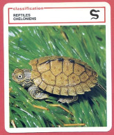 Tortue Carte Du Mississippi Classification Reptiles Chéloniens Fiche Illustree Documentée Animaux Animal - Tiere