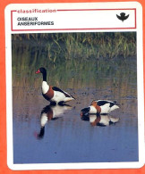 Couple Tadornes Classification Oiseaux Ansériformes Fiche Illustree Documentée Animaux Animal - Tiere