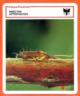 Collembole Classification Insectes Aptérygotes Fiche Illustree Documentée Animaux Animal - Tiere