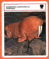Morse Male Classification Mammifères Carnivores Pinnipèdes Fiche Illustree Documentée Animaux Animal - Tiere