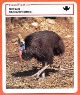 Casoard Australien Classification Oiseaux Casuariiformes Fiche Illustree Documentée Animaux Animal - Tiere