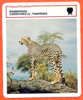 Guépard Classification Mammifères Carnivores Fissipèdes Fiche Illustree Documentée Animaux Animal - Tiere