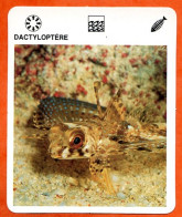 DACTYLOPTERE Animaux  Poissons  Animal  Poisson Fiche Illustree Documentée - Tiere