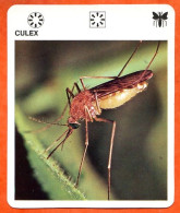CULEX  Animaux Insectes Animal Insecte Fiche Illustree Documentée - Tiere