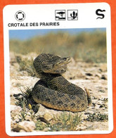 CROTALE DES PRAIRIES   Reptiles Animal Serpent Fiche Illustree Documentée - Tiere