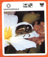 CRYPTOCEPHALE  Animaux Insectes Animal Insecte Fiche Illustree Documentée - Tiere