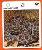 CROTALE PYGMEE Reptiles Animal Serpent Fiche Illustree Documentée - Tiere