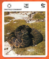 CROTALE DIAMANT   Reptiles Animal Serpent Fiche Illustree Documentée - Tiere