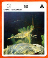 CREVETTE BOUQUET Crustacés  Animaux Animal Fiche Illustree Documentée - Tiere