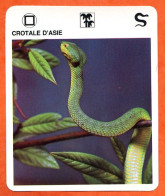 CROTALE D'ASIE   Reptiles Animal Serpent Fiche Illustree Documentée - Tiere
