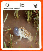 CRAPAUD DE PRAIRIE  Batracien  Animaux Animal Fiche Illustree Documentée - Tiere