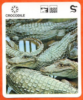 CROCODILE   Reptiles Animaux Animal Reptile Fiche Illustree Documentée - Tiere