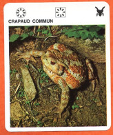 CRAPAUD COMMUN Batracien  Animaux Animal Fiche Illustree Documentée - Tiere