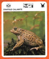 CRAPAUD CALAMITE  Batracien  Animaux Animal Fiche Illustree Documentée - Tiere