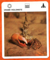 CRABE VIOLONISTE  Crustacés  Animaux Animal Fiche Illustree Documentée - Tiere