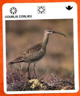 COURLIS CORLIEU  Animaux  Oiseaux Animal  Oiseau Fiche Illustree Documentée - Tiere