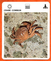 CRABE COMMUN  Crustacés  Animaux Animal Fiche Illustree Documentée - Tiere