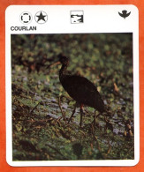 COURLAN  Animaux  Oiseaux Animal  Oiseau Fiche Illustree Documentée - Tiere
