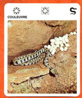 COULEUVRE  Reptiles Animal Serpent Fiche Illustree Documentée - Tiere