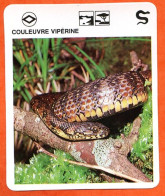 COULEUVRE VIPERINE  Reptiles Animal Serpent Fiche Illustree Documentée - Tiere