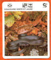 COULEUVRE VERTE ET JAUNE  Reptiles Animal Serpent Fiche Illustree Documentée - Tiere