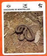COULEUVRE DE MONTPELLIER  Reptiles Animal Serpent Fiche Illustree Documentée - Tiere