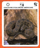 COULEUVRE D'EAU BRUNE AMERICAINE  Reptiles Animal Serpent Fiche Illustree Documentée - Tiere
