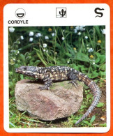 CORDYLE Reptiles Animaux Animal Reptile Fiche Illustree Documentée - Tiere