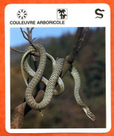 COULEUVRE ARBORICOLE  Reptiles Animal Serpent Fiche Illustree Documentée - Tiere