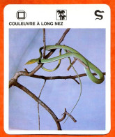 COULEUVRE A LONG NEZ  Reptiles Animal Serpent Fiche Illustree Documentée - Tiere