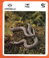 CORONELLE  Reptiles Animal Serpent Fiche Illustree Documentée - Tiere