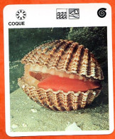 COQUE  Animaux  Mollusques  Animal Mollusque Fiche Illustree Documentée - Tiere