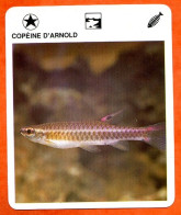 COPEINE D'ARNOLD  Animaux  Poissons  Animal  Poisson Fiche Illustree Documentée - Tiere