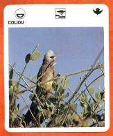 COLIOU  Animaux  Oiseaux Animal  Oiseau Fiche Illustree Documentée - Tiere