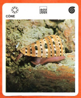 CONE Animaux  Mollusques  Animal Mollusque Gasteropode Coquillage Fiche Illustree Documentée - Tiere