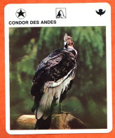 CONDOR DES ANDES  Animaux  Oiseaux Animal  Oiseau Fiche Illustree Documentée - Tiere