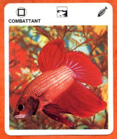 COMBATTANT Animaux  Poissons  Animal  Poisson Fiche Illustree Documentée - Tiere