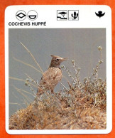 COCHEVIS HUPPE  Animaux  Oiseaux Animal  Oiseau Fiche Illustree Documentée - Tiere